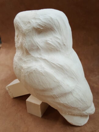 Saw whet owl - Tupelo Roughout