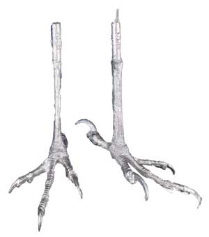 Cast Feet- Hawk, Sharp-Shinned