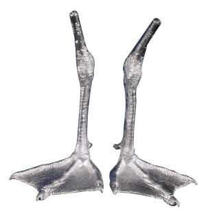 Cast Feet- Gull, Ring Billed