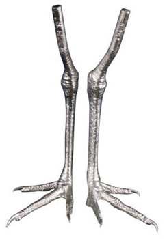 Cast Feet- Plover, Black Bellied