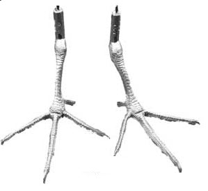 Cast Feet- Woodcock