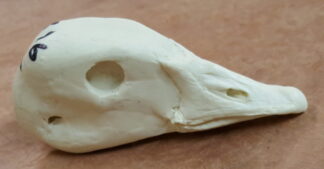 GOOSE NENE study cast