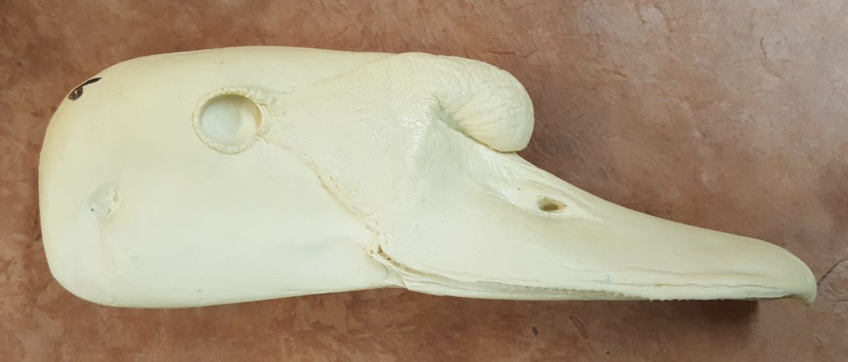 SWAN MUTE study cast