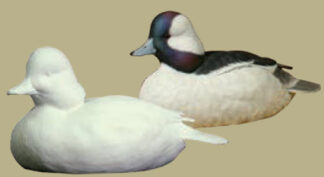 Bufflehead Drake, Jerry Simchuk Study Cast