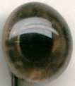 Tohickon - BIRDS OF PREY GLASS EYES