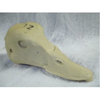 WIDGEON HEN study cast