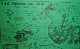 Cinnamon Teal Drake, Decoy, Life