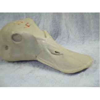 RUDDY DUCK DRAKE study cast
