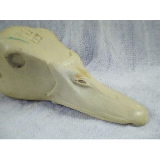 TREE DUCK BLACK BELLY study cast