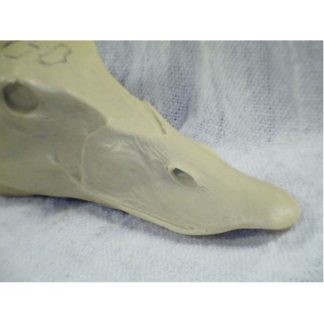 SCOTER BLK/AMERICAN HEN study cast