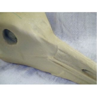 SANDHILL CRANE LARGE study cast