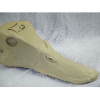 PINTAIL HEN study cast