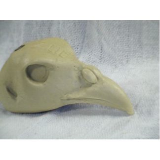 PHEASANT RINGNECK No-Wattles study cast