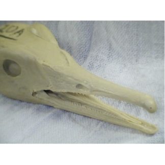 MERGANSER COMMON DRAKE O/M