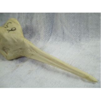 WOODCOCK EUROPIAN study cast