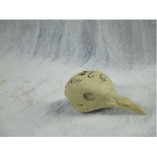 DOVE MOURNING #264 reference cast heads