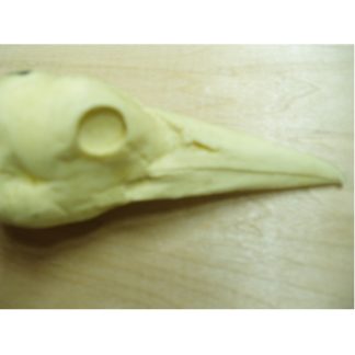 MAGPIE NEW ZEALAND study cast