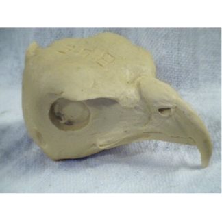 HAWK RED SHOULDERED study cast #308