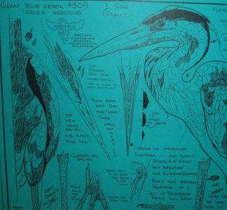 Great Blue Heron, Standing, 1/2