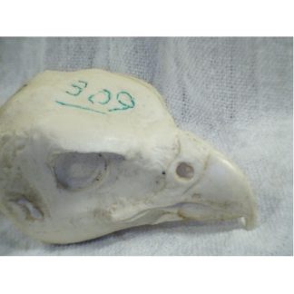 FALCON PEREGRINE #309 reference cast heads