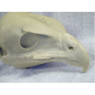HAWK RED TAIL study cast #310