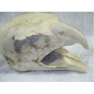 HAWK RED TAIL OPEN MOUTH study cast #310-A
