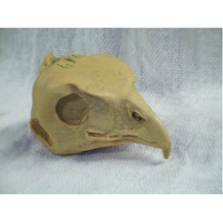 HAWK COOPERS MALE study cast #314
