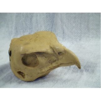 HAWK COOPERS FEMALE study cast #316