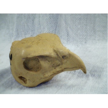 HAWK COOPERS FEMALE study cast #316