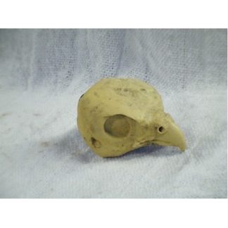HAWK KESTREL study cast #318