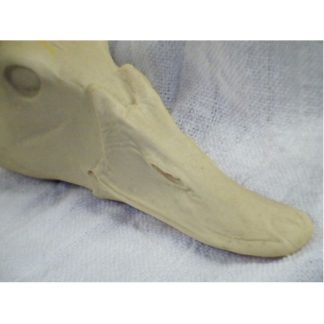 CANVASBACK HEN #32 reference cast heads