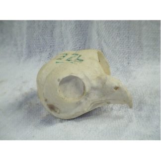 OWL SCREECH study cast #326