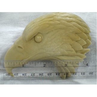 Eagle, Bald - Head study by R. Martin study cast