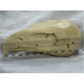 EAGLE GOLDEN #333 reference cast heads