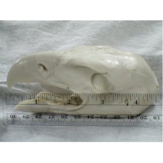 EAGLE GOLDEN #333-A reference cast heads