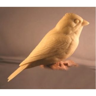 Finch, Purple - by R. Martin study cast