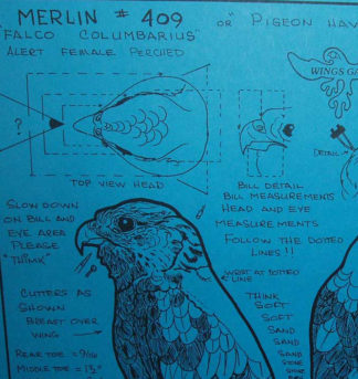 Merlin, Standing, Life