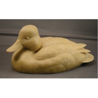 Scaup, Lesser, by R. Martin study cast