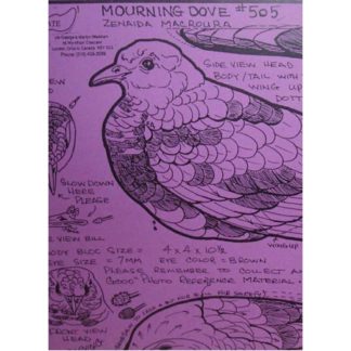 Mourning Dove, Decoy, Life