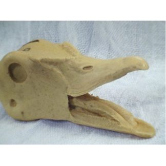 WOOD DUCK DRAKE OPEN MOUTH study cast