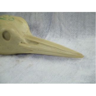 WOODPECKER PILIATED study cast