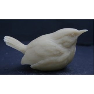 Wren, Carolina, baby birds - by R. Martin study cast