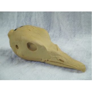 SMEW study cast