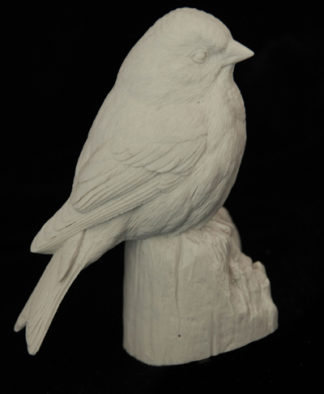 Redpoll, Common - Bob Guge study cast