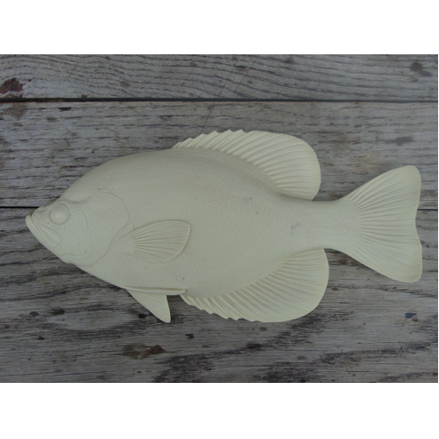 Black Crappie Fish Study Cast 11 1/2" by Clark Schreibeis