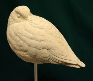 Sanderling (sleeping) - Bob Guge study cast