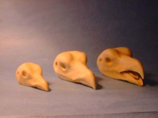 CAPERCAILLIE MALE study cast #216 reference cast heads