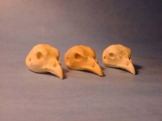 CHUKAR MEDIUM #220 reference cast heads