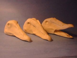 EIDER COMMON DRAKE #82-A reference cast heads