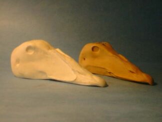 EIDER PACIFIC HEN #102 reference cast heads